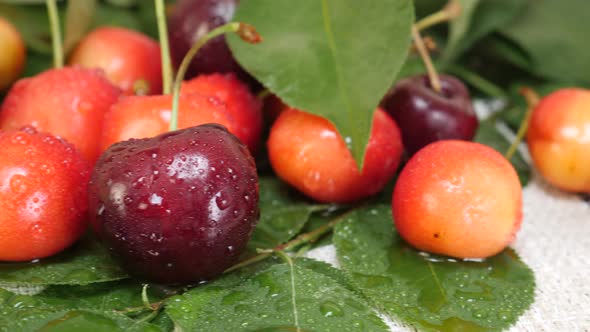 Red and Yellow Cherries Fruit with Water Drops and Tree Branch with Green Leaves