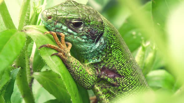 Macro Shot of the Green Lizard (Lacerta viridis) in Sunny Day on a Green Leaves Background.  alt
