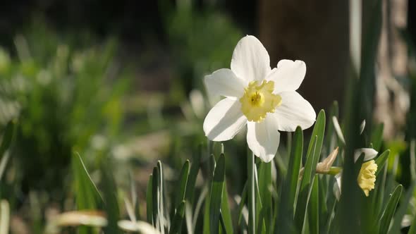 Home   garden flower Narcissus bulb petals 4K 2160p 30fps UltraHD footage - Yellow and white spring  alt