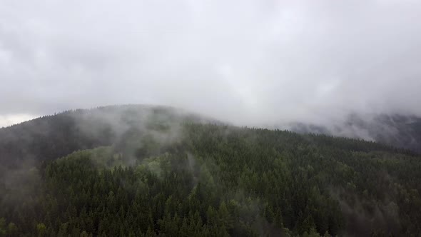 Morning Mist Above Forest