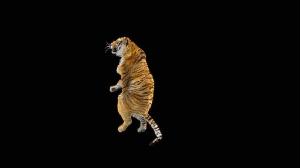67 Tiger Dancing HD alt