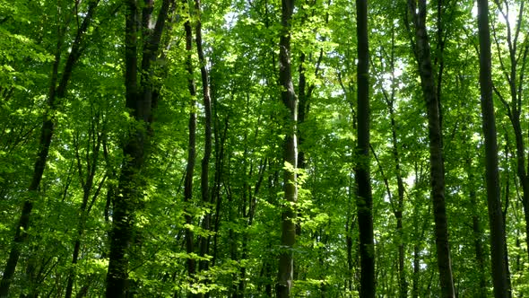 Green Forest