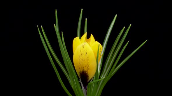 Timelapse of Growing Yellow Crocus Flower