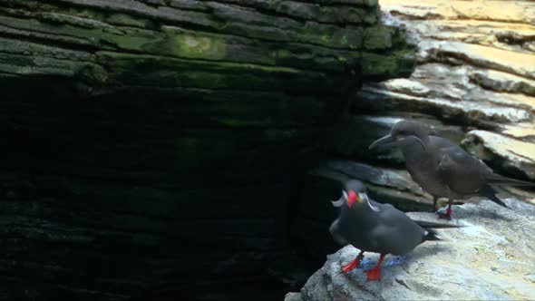 Male and female inca tern (Larosterna Inca) flying above rock shore alt
