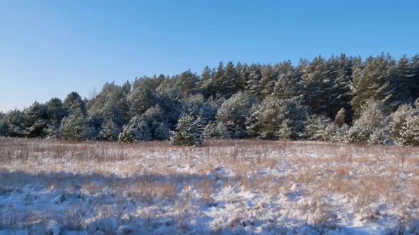 Snowy pine forest against the blue sky in sunlight. 
