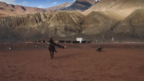 Shepherd Wearing Hat on Horse is Slowly Galloping Towards Flock of Sheep Returning From Pasture alt