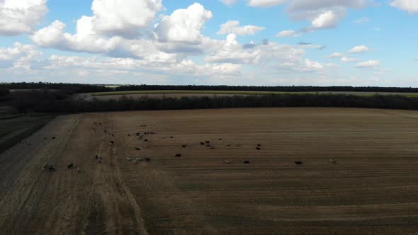 Top view of sheep in the pasture. alt