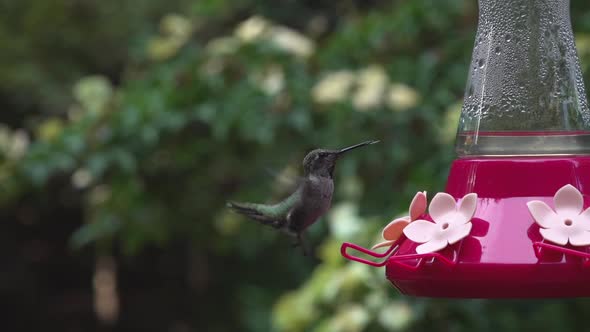 Ana's hummingbird in slow motion alt