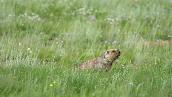 Real Wild Marmot in a Meadow Covered With Green Fresh Grass alt