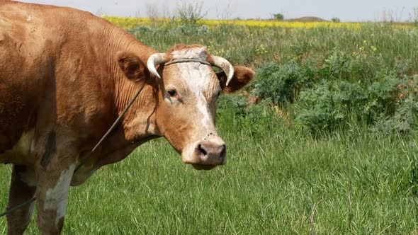 A beautiful brown and white cow, on a bright sunny day, grazes on the green grass in the field.