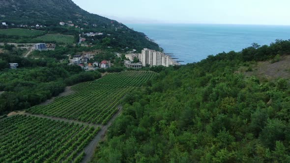 Panorama of the Famous Crimean Vineyards and the Coastline of Alushta alt