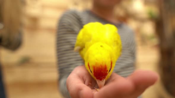 Yellow and Green Parrots Eat Bird Food with the Hands of a Smiling Girl