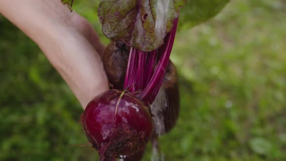 Farmer Washes a Bunch of Beets in the Garden alt
