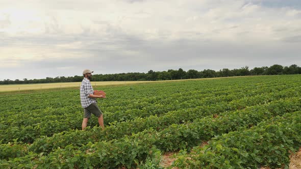A Man Farmer Carries a Wicker Box Full of Ripe Strawberries alt