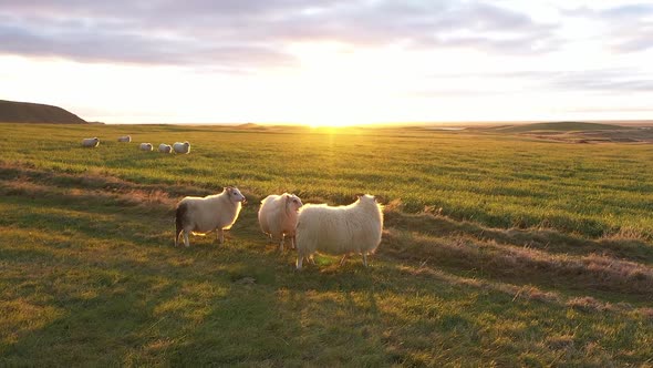 Herd of sheep. A flock of sheep runs across the field. Icelandic sheep. Sunset. alt
