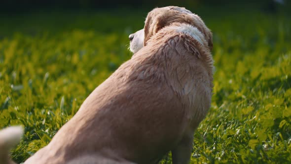 Adorable white Beagle-Labrador mix dog sitting on the grass, after being washed alt