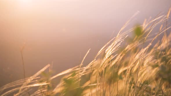 Closeup Serious Look of a Doctor alt