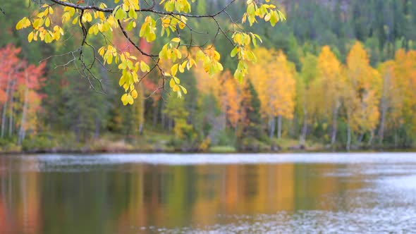 Autumn Concept. Autumn Color Trees with Reflection. High Quality  Shot alt