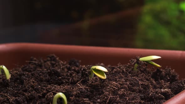 Plant Growing Timelapse Sprout Germination Close Up Macro View