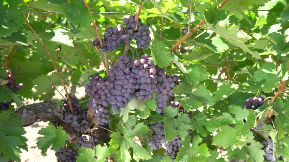 Beautiful  Black Grape In Vineyard