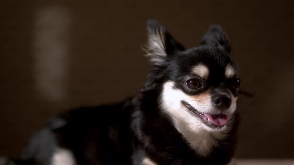portrait of dark color chihushua lap dog animal sitting casual relax dark background alt