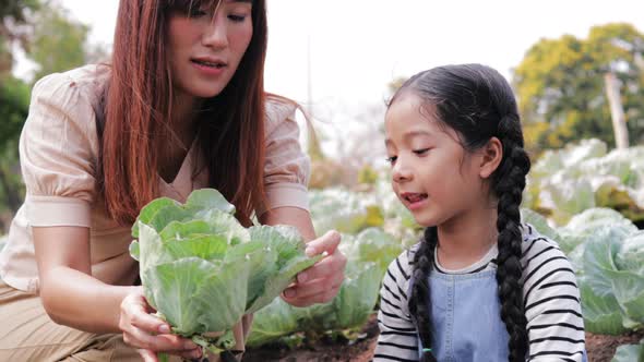 Happy Asian woman, Boy, and girl helping picking cabbage in a vegetable garden