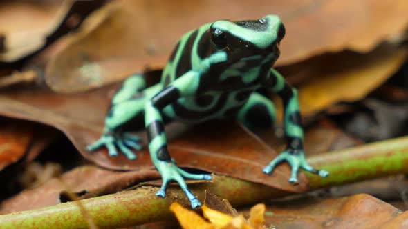 Green and Black Poison Dart Frog in its Natural Habitat in the Caribbean