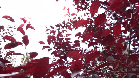 Red Tree With Red Leaves And Fruits On Branches On A Sunny Day