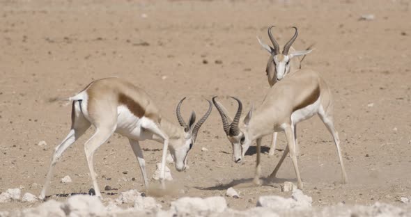 Huge Male Springboks Fighting