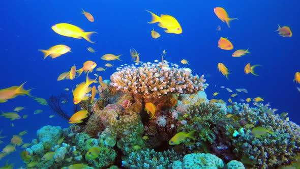 Tropical Blue Green Chromis Fish, Stock Footage 