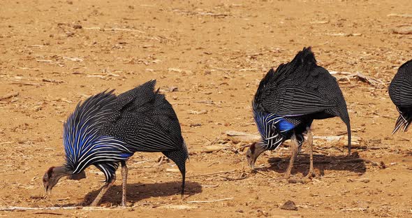 Vulturine Guineafowl, acryllium vulturinum, Group at Samburu Park, Kenya, Real Time 4K alt