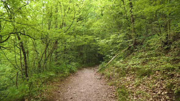 Pathway Throught Green Spring Forest