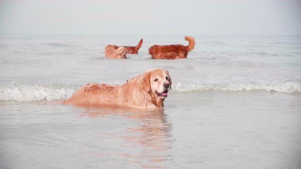 Golden retriever dogs playing sea water. Recreation on the beach. Golden retriever dog