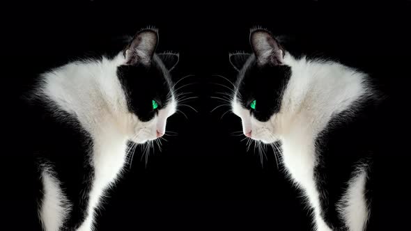 Black and White Cat Mirrored on a Dark Background alt
