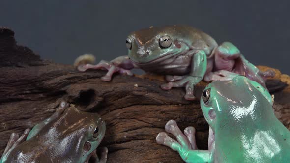 Australian Green Tree Frogs Sitting on Wooden Snag in Black Background. Close Up alt