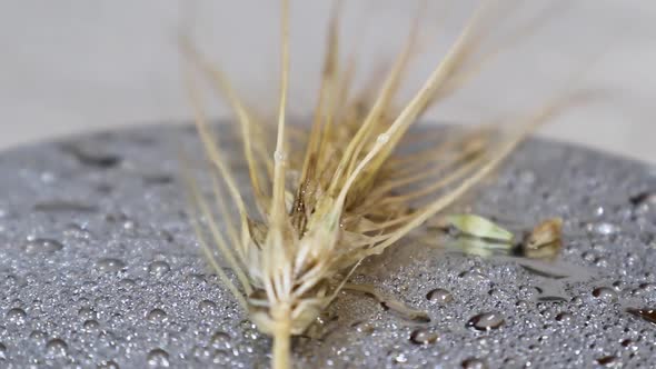 Ear of dry wheat in water drops rotating close-up