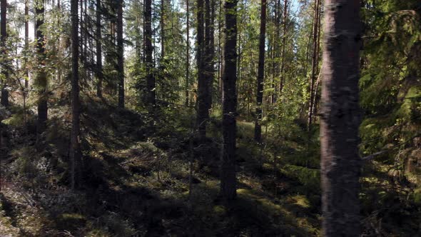 Moving sideways through the forest. alt