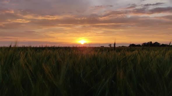 Beautiful Sunset Over A Large Field Of Green Wheat. The Sun Sets Over The Field