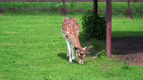 Sika Deer at Green Meadow