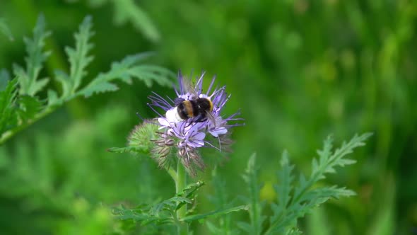 Bee On Purple Flower 2