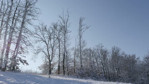 Slow tilt of early morning sun coming through tree branches  4K 2160p 30fps UltraHD footage - On sun alt