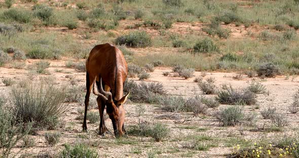 Red Hartebeest in Kalahari South Africa alt