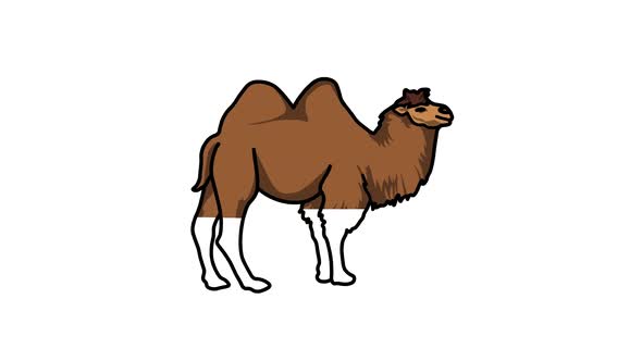 Camel Sketch and 2d animated, animal alt