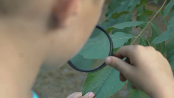 Curious Kid Looking at Tree Leaf Through Magnifying Glass, Botanical Research