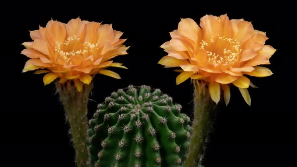 Orange Colorful Flower Timelapse of Blooming Cactus Opening