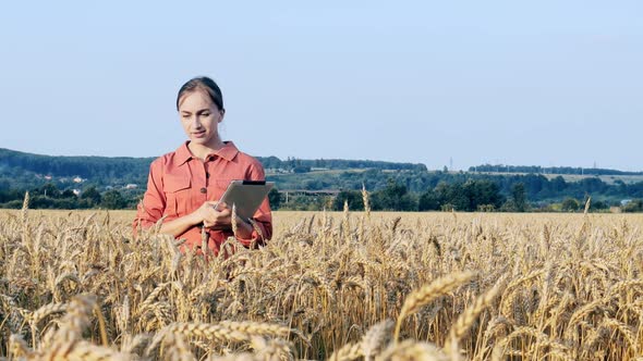 Agronomist checking the field of cereals and sends data to cloud from tablet. alt
