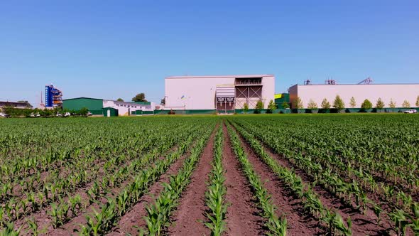 Aero, Young Green Corn, Maize Sprouts, Shoots, Planted in Rows in Field on Background of Large alt