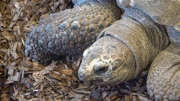 African Spurred Tortoise head (Centrochelys sulcata), also called the sulcata tortoise