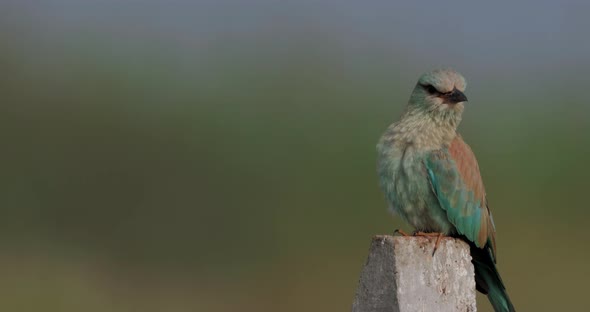 A European Roller sits on a concrete stump during early winter morning looking around alt