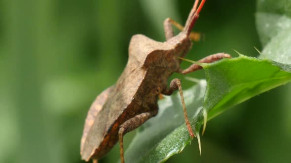 Macro shot of a brown bug with long feeler walking over a green leave in slow motion. alt
